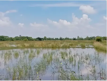 ที่ดินโฉนดเลขที่ 69703 เลขที่ดิน 298 ตำบลวัดธาตุ อำเภอเมืองหนองคาย  จังหวัดหนองคาย เนื้อที่ประมาณ 12 ไร่ 3 งาน 94 ตารางวา